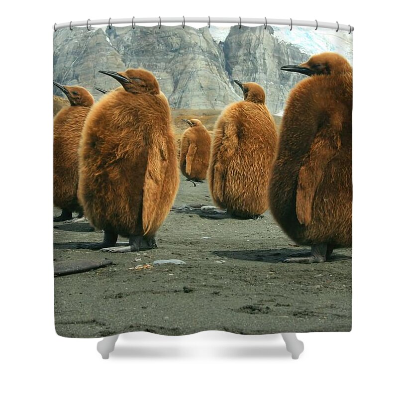 King Penguin Chicks Shower Curtain featuring the photograph King Penguin Chicks by Amanda Stadther