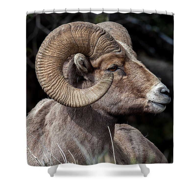 Big Horn Sheep Shower Curtain featuring the photograph Kings Pose by Kevin Dietrich