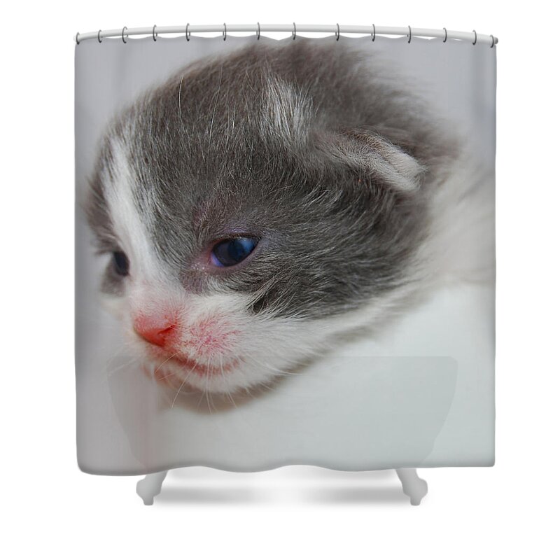 Photograph Shower Curtain featuring the photograph Kitten by Larah McElroy