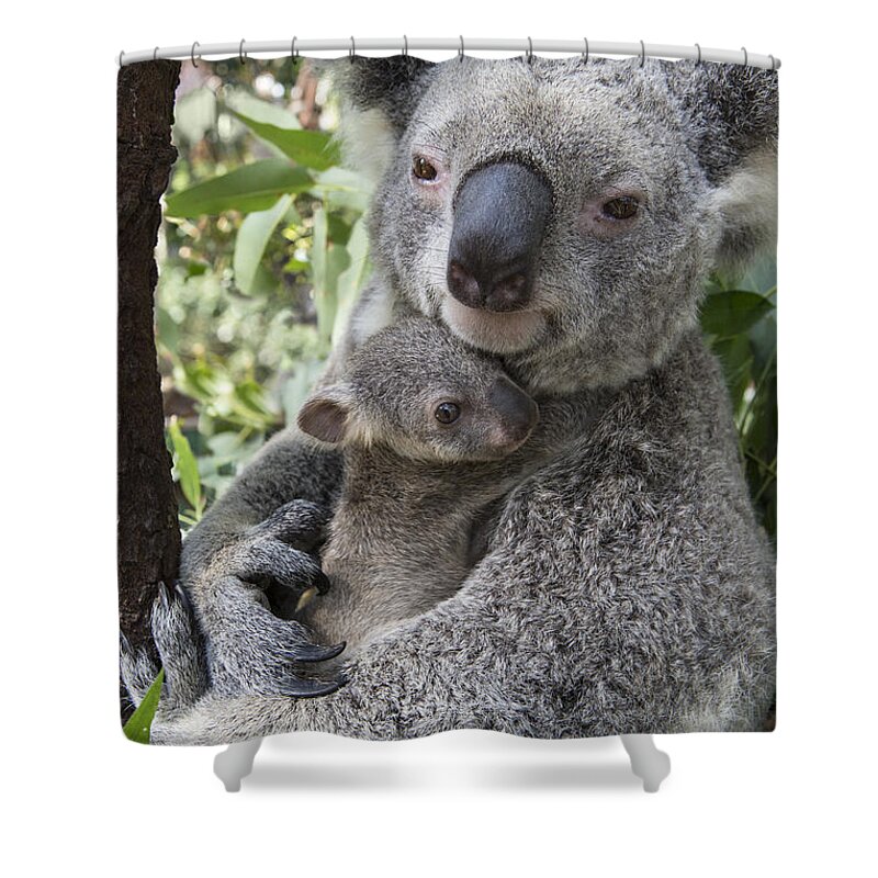 Feb0514 Shower Curtain featuring the photograph Koala Mother Cuddling Her Joey Australia by Suzi Eszterhas