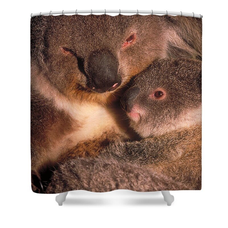 Koala Shower Curtain featuring the photograph Koala With Young by Art Wolfe