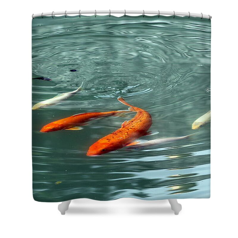 Blue Shower Curtain featuring the photograph Koi with sky reflection by Renee Croushore