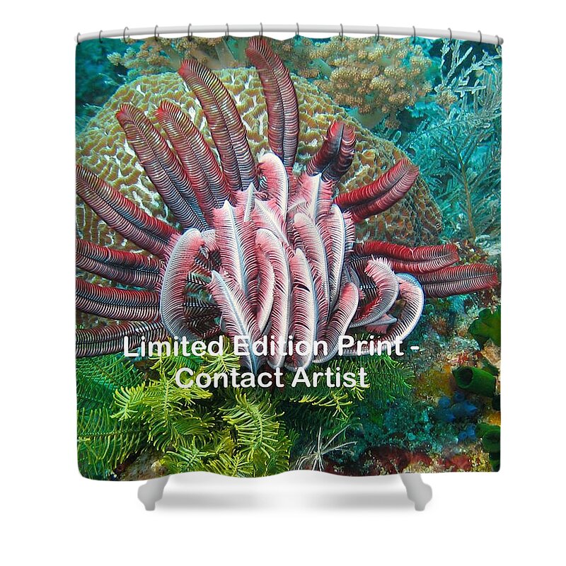 Indonesia Shower Curtain featuring the photograph Komodo Island 6 by David Beebe