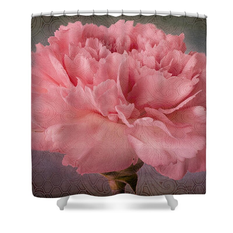 Pink Carnation Bloom Shower Curtain featuring the photograph Carnation Fascination by Marina Kojukhova