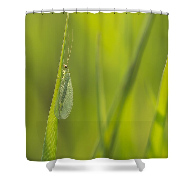 Lacewing Shower Curtain featuring the photograph Lacewing and grass by Terry Leasa