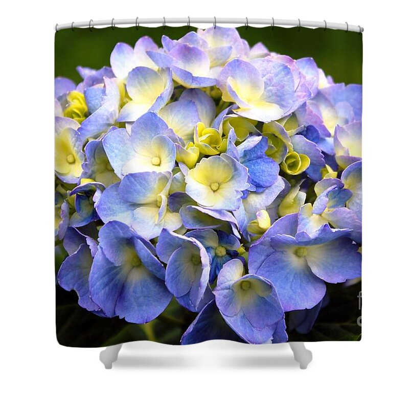 Hydrangea Shower Curtain featuring the photograph Lacy Blue Hydrangea by Judy Palkimas