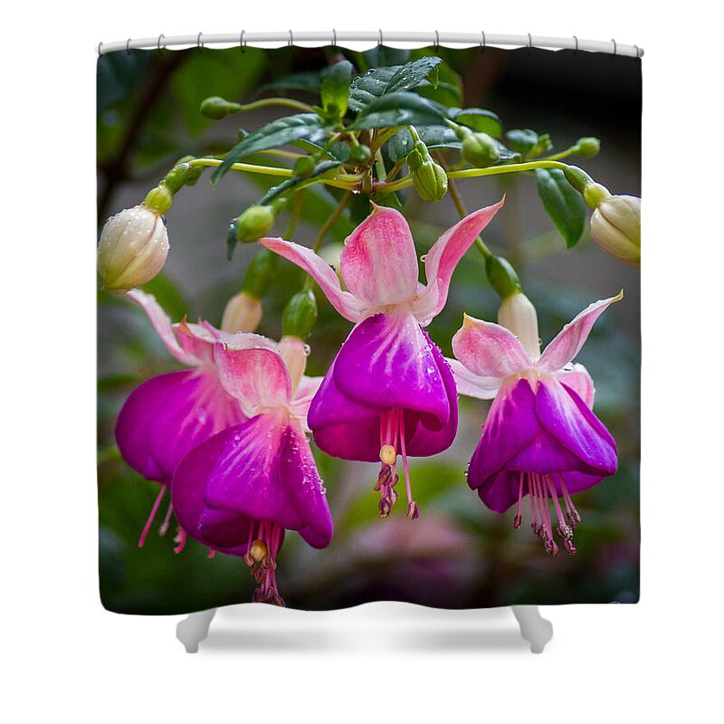 Purple Shower Curtain featuring the photograph Ladies Dancing by Bill Pevlor
