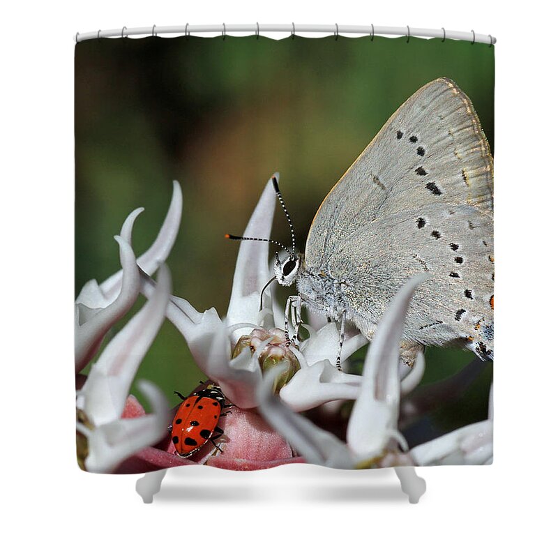 Ladybugs Shower Curtain featuring the photograph Lady Sings the Blues by Donna Kennedy