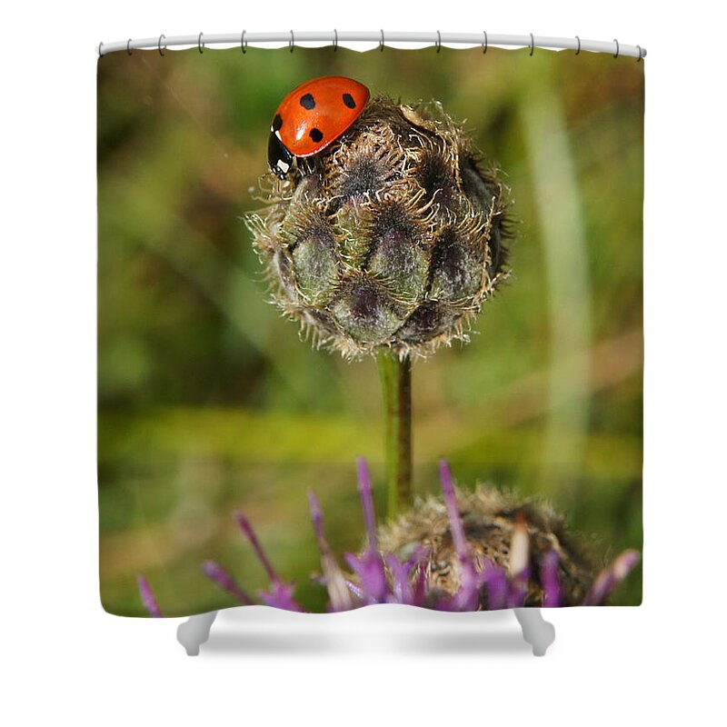 Ladybird Shower Curtain featuring the digital art Ladybird by Ron Harpham
