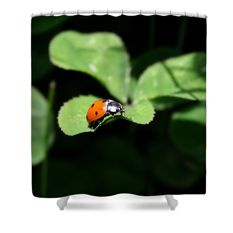 Insect Shower Curtain featuring the photograph Ladybug by Karen Harrison Brown