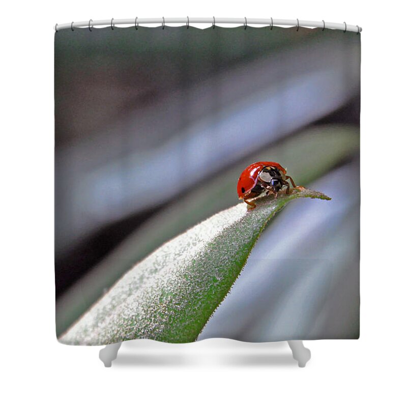 Nature Shower Curtain featuring the photograph Ladybug on a Leaf by Kay Lovingood