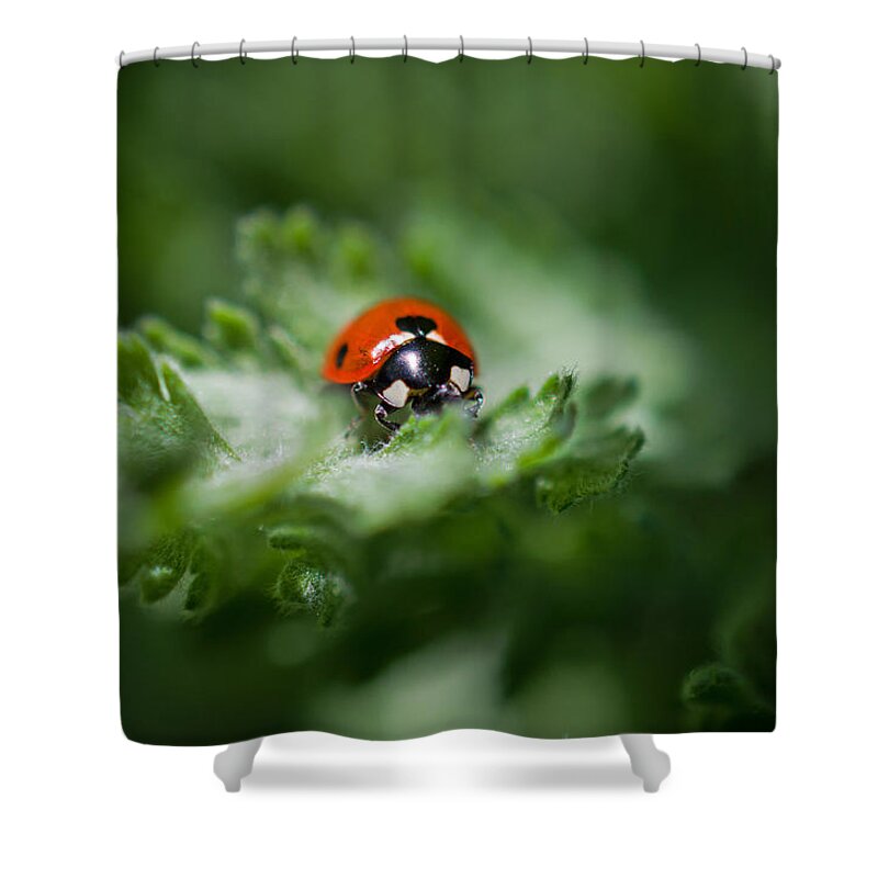 Ladybug On The Move Shower Curtain featuring the photograph Ladybug on the Move by Jordan Blackstone
