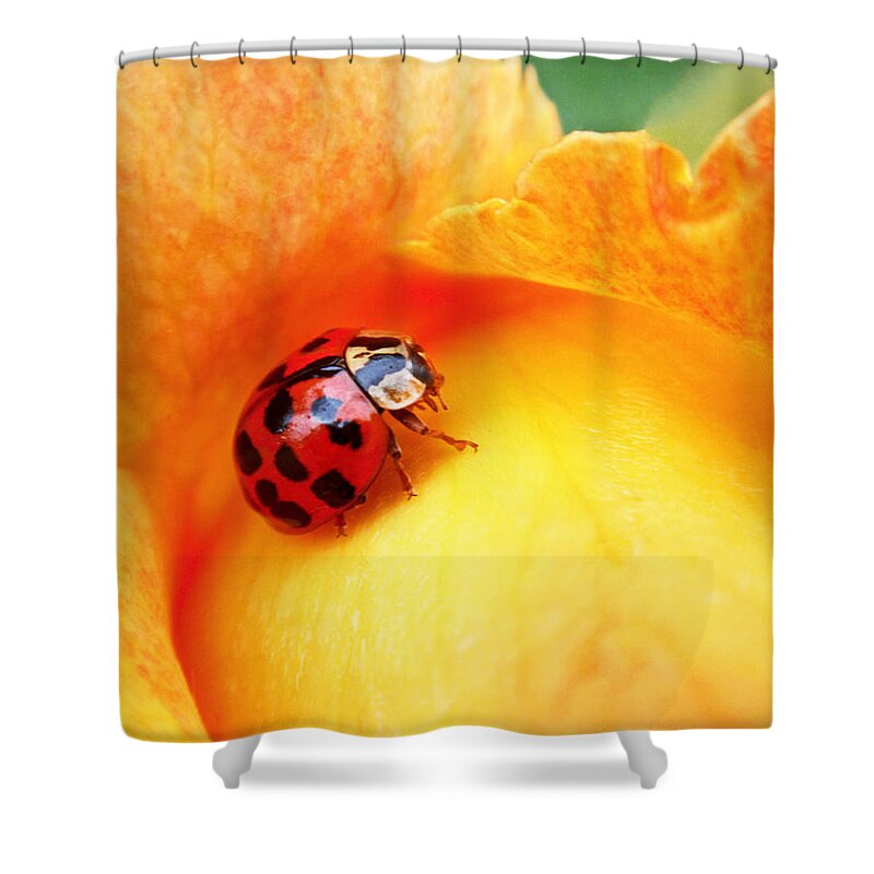 Ladybug Shower Curtain featuring the photograph Ladybug by Rona Black