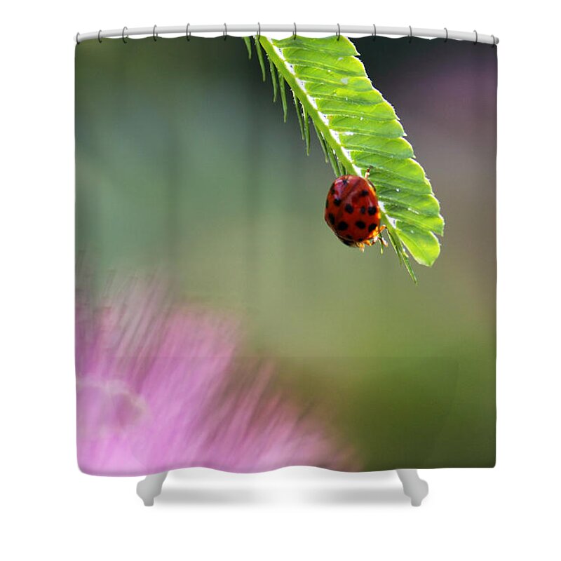 Macro Shower Curtain featuring the photograph Ladybug with Mimosa by Jason Politte