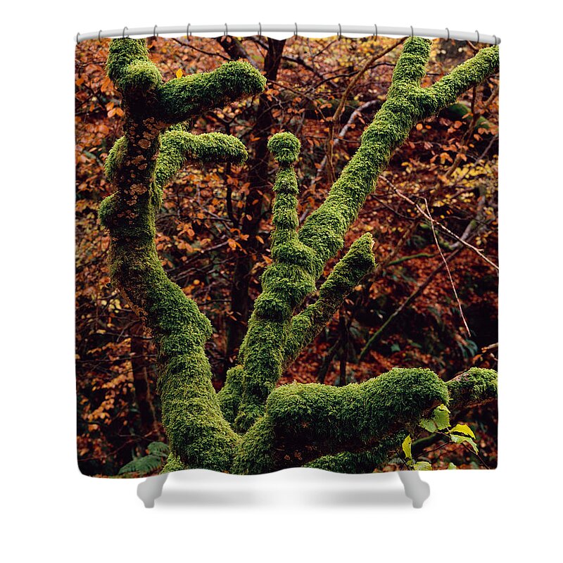 Scotland Shower Curtain featuring the photograph Lael Forest Garden #1 by Tom Daniel