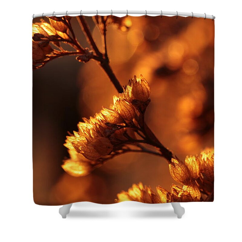 Connie Handscomb Shower Curtain featuring the photograph Lamp Lighter by Connie Handscomb