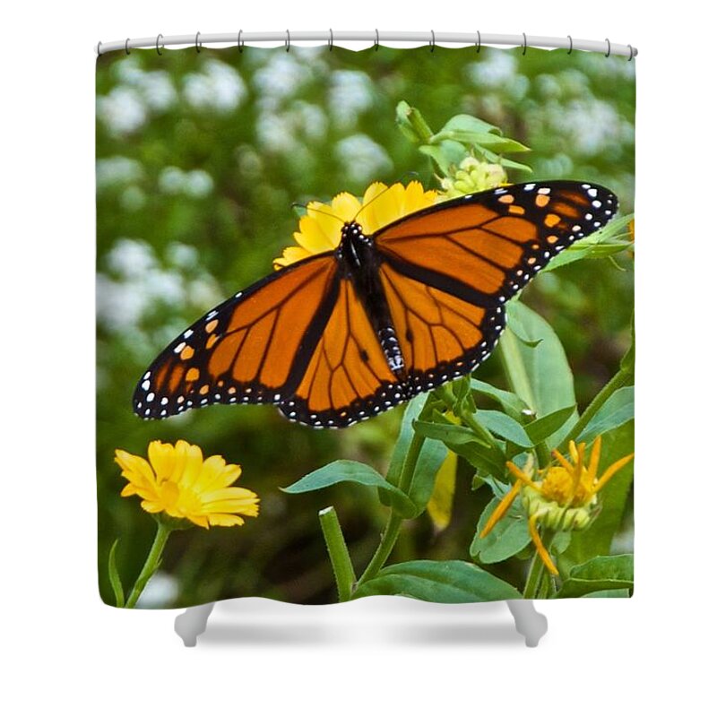 Bugs Shower Curtain featuring the photograph Landing on the Calendula by Kristin Hatt