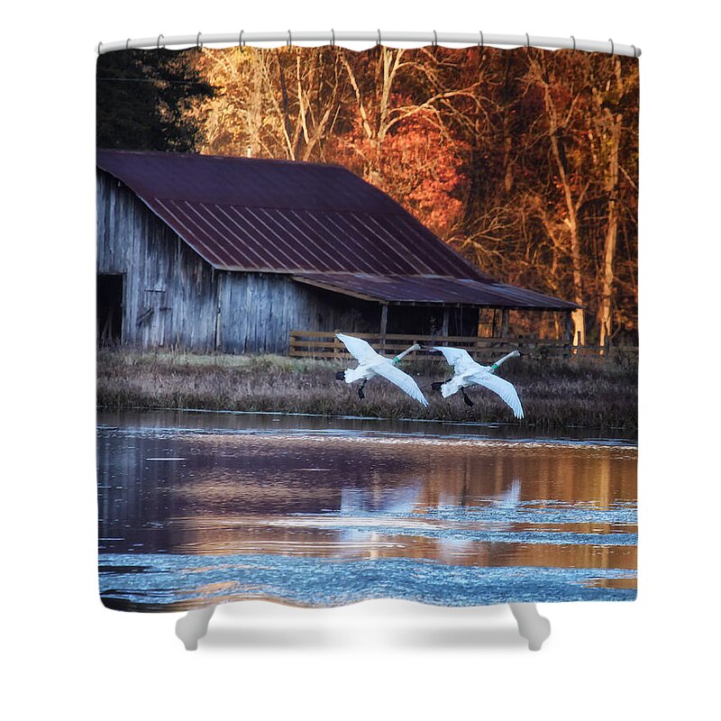 Trumpeter Swans Shower Curtain featuring the photograph Landing Trumpeter Swans Boxley Mill Pond by Michael Dougherty