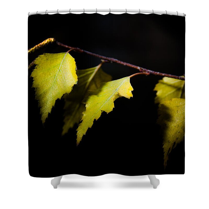 Autumn Shower Curtain featuring the photograph Last autumn gifts by Michael Goyberg