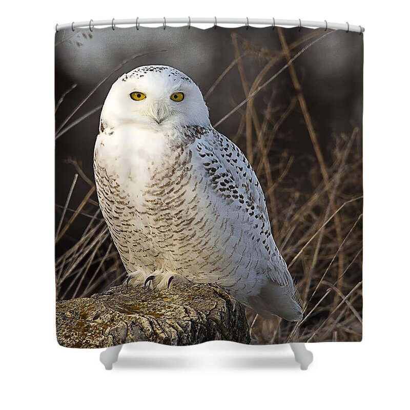 Snowy Owl Shower Curtain featuring the photograph Late Season Snowy Owl by John Vose