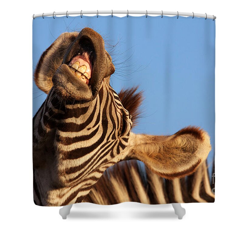 Portrait Shower Curtain featuring the photograph Laughing zebra by Nick Biemans
