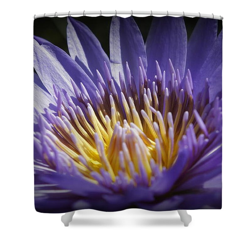 Purple Water Lily Shower Curtain featuring the photograph Lavendar Lily by Laurie Perry