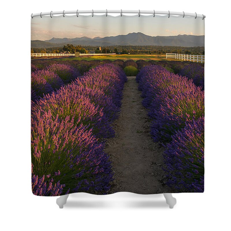 Lavender Shower Curtain featuring the photograph Lavendar Path by Michael Dawson