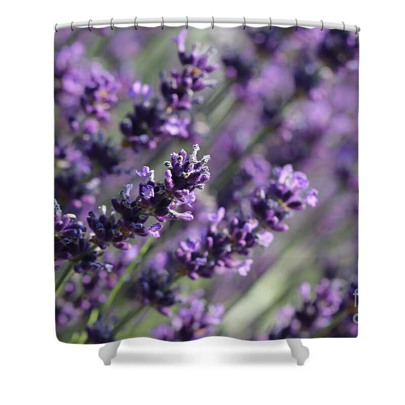 Closeup Shower Curtain featuring the photograph Lavender by Amanda Mohler