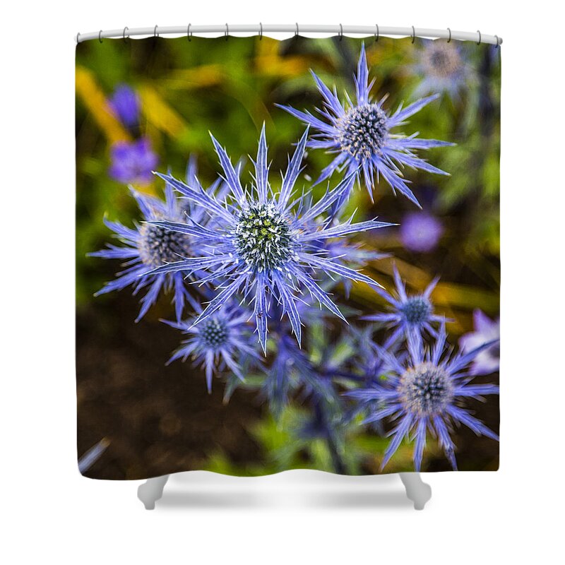 Seattle Shower Curtain featuring the photograph Lavender Bloom by Angus HOOPER III