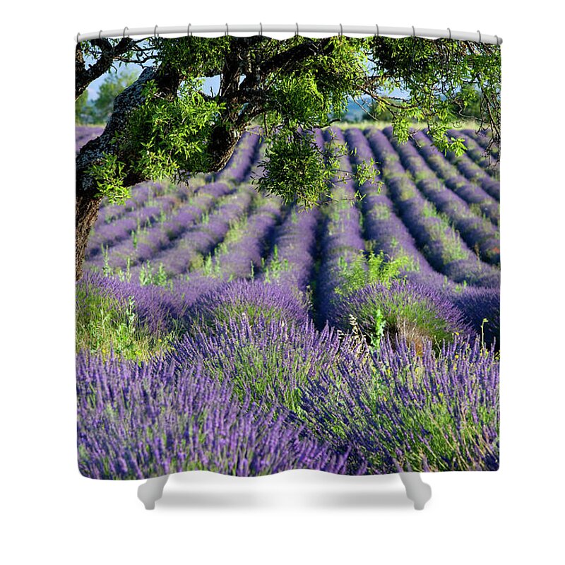 Lavender Shower Curtain featuring the photograph Lavender Field II - Lone Tree - Provence France by Brian Jannsen