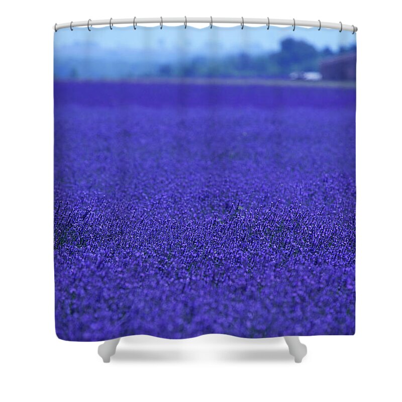 Tranquility Shower Curtain featuring the photograph Lavender Field by Meriel Lland