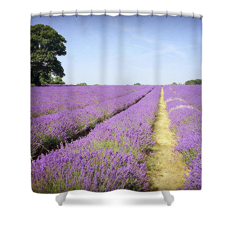 Tranquility Shower Curtain featuring the photograph Lavender Fields by Larigan - Patricia Hamilton