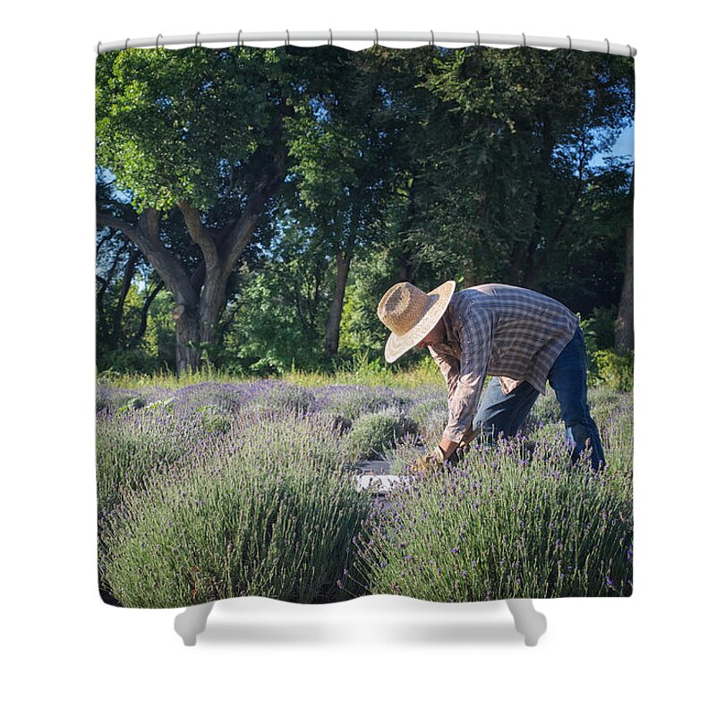 Landscapes Shower Curtain featuring the photograph Lavender Harvest by Mary Lee Dereske