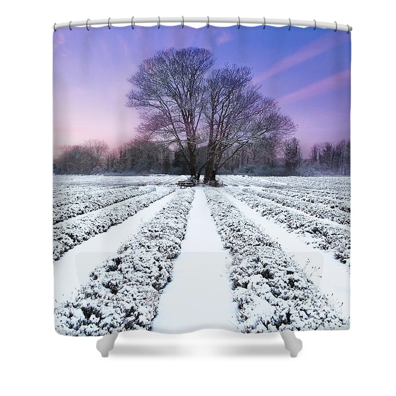 Tranquility Shower Curtain featuring the photograph Lavender In Winter by Getty Images