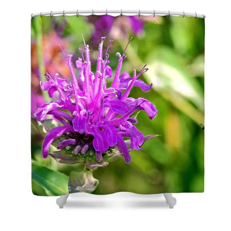 Bee Balm Shower Curtain featuring the photograph Lavender Pink Bee Balm Wild Bergamot by Karon Melillo DeVega