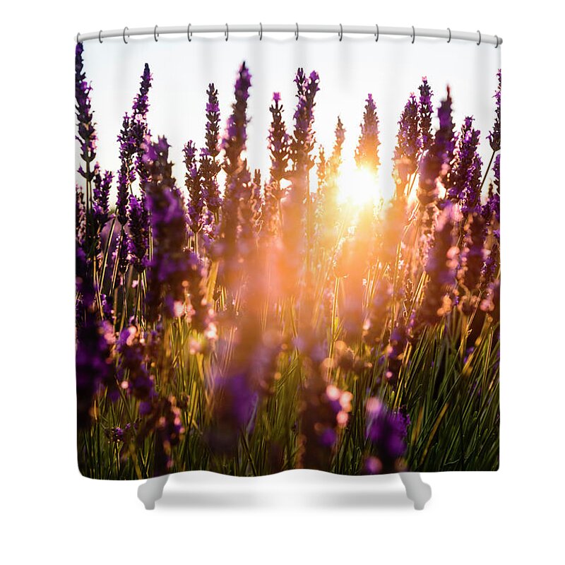 Scenics Shower Curtain featuring the photograph Lavender - Provence, France by Btrenkel