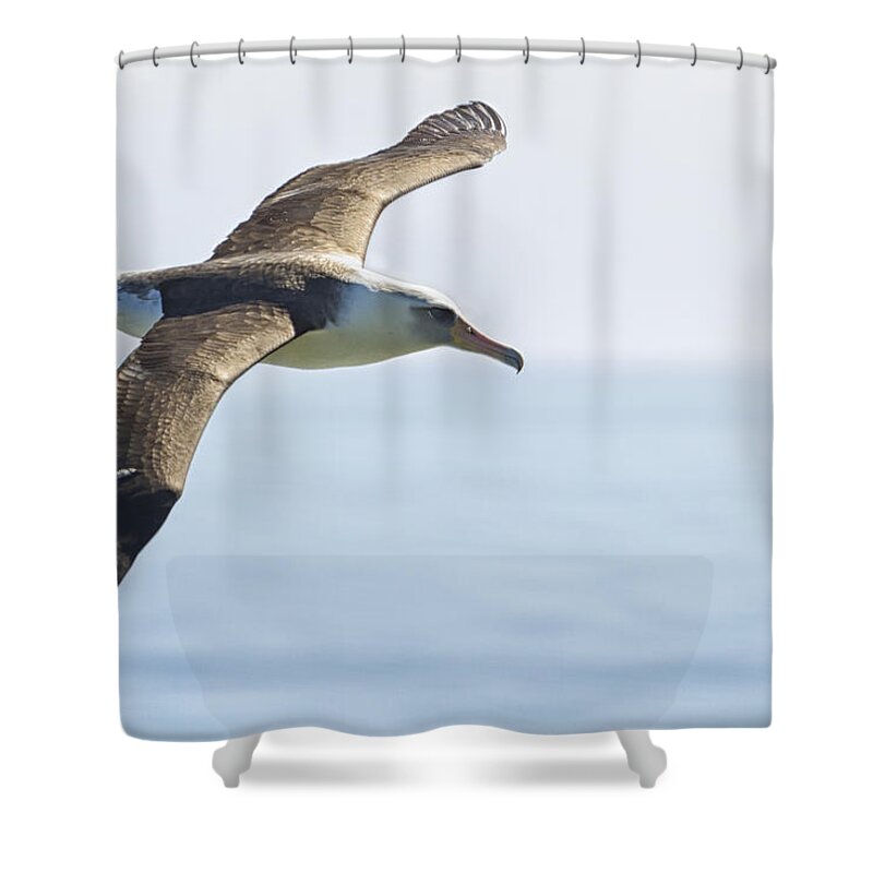 Laysan Albatross Shower Curtain featuring the photograph Laysan Albatross No 2 - Kilauea - Kauai - Hawaii by Belinda Greb