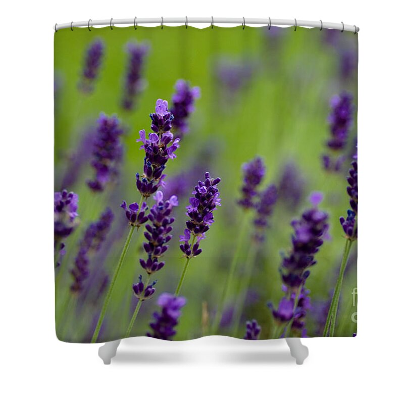 Flowers Shower Curtain featuring the photograph Lea of Lavender by Venetta Archer