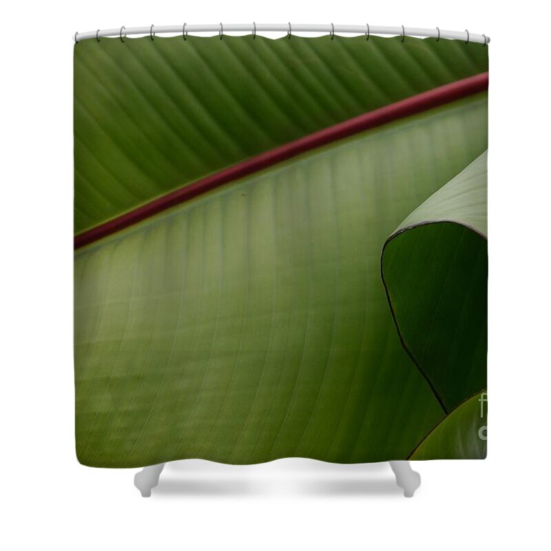 Leaf Shower Curtain featuring the photograph Leaf Abstract by Jane Ford