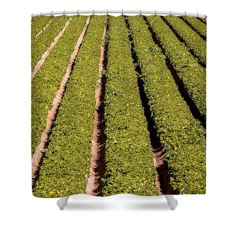 Yuma Shower Curtain featuring the photograph Leaf Lettuce by Robert Bales