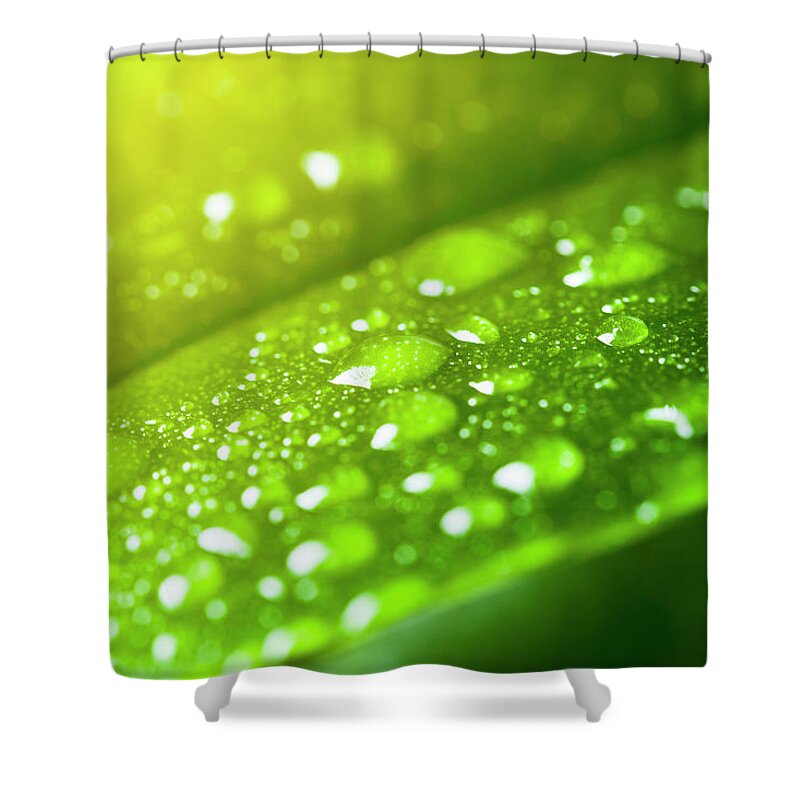 Purity Shower Curtain featuring the photograph Leaf With Rain Droplets by Neoblues
