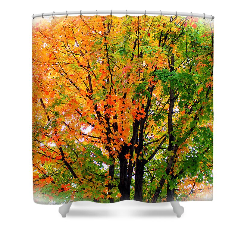 Tree Shower Curtain featuring the photograph Leaves Changing Colors by Cynthia Guinn