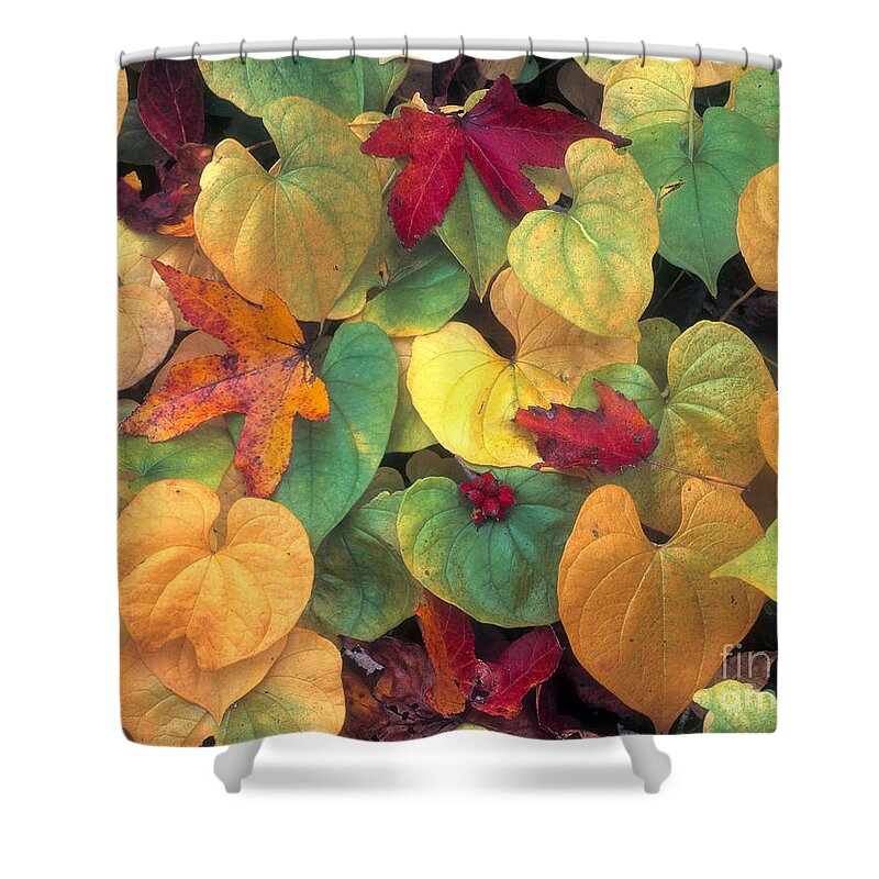 Great Smoky Mountains National Park Shower Curtain featuring the photograph Leaves Great Smoky Mountains by Jim Steinberg
