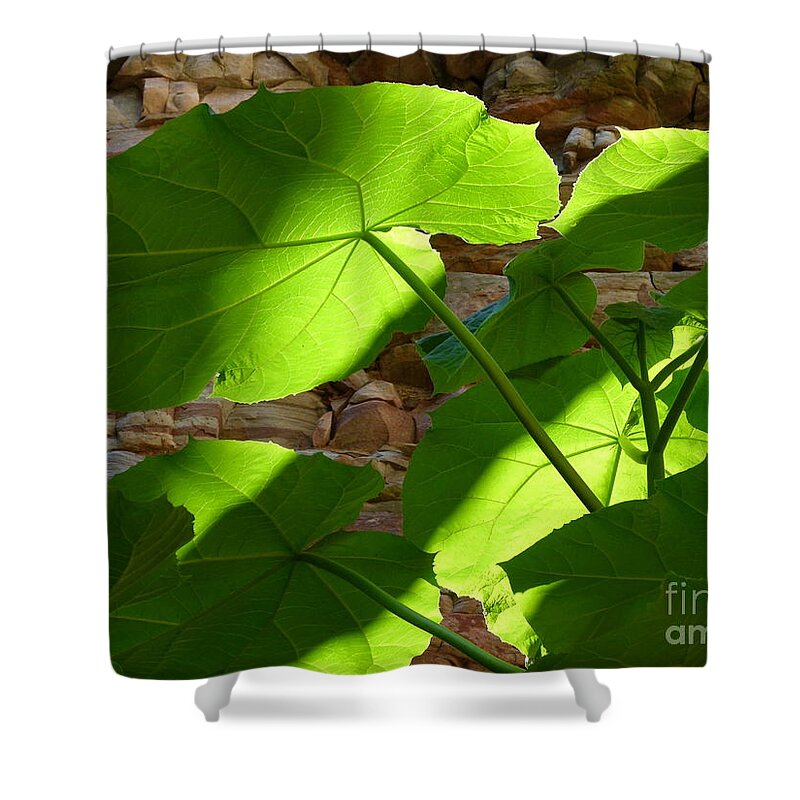 Green Leaves Shower Curtain featuring the photograph Leaves In Shadow by Jane Ford
