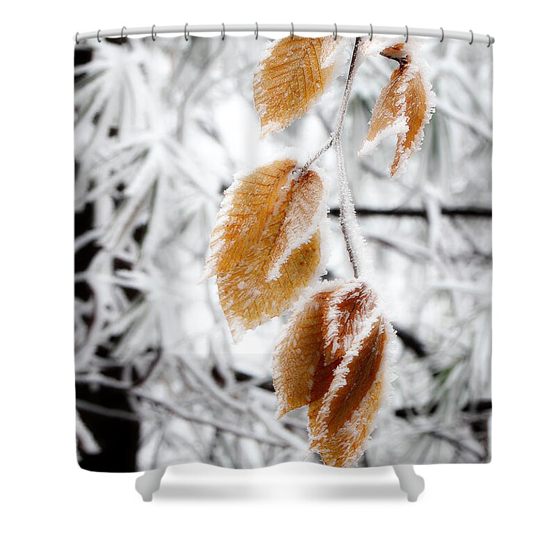 Snow Leaves Shower Curtain featuring the photograph Leaves In The Frost by Michael Eingle