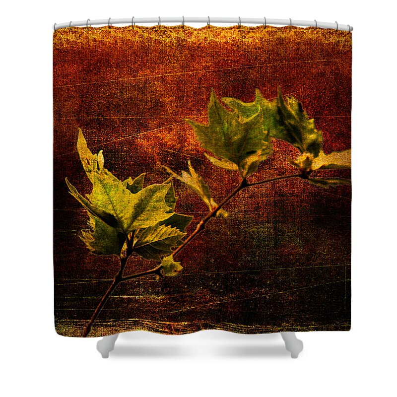 Branch Shower Curtain featuring the photograph Leaves on texture by Roberto Pagani
