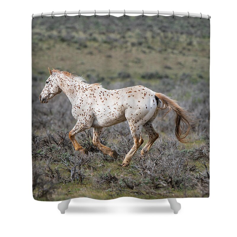 Horse Shower Curtain featuring the photograph Leopard Appaloosa Horse by Michael Lustbader