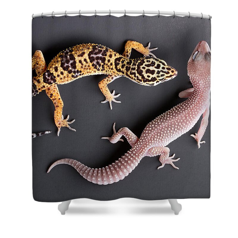 Common Leopard Gecko Shower Curtain featuring the photograph Leopard Gecko E. Macularius Collection by David Kenny