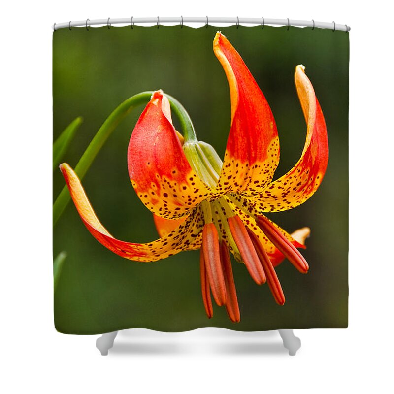 Beauty In Nature Shower Curtain featuring the photograph Leopard Lily in Bloom by Jeff Goulden