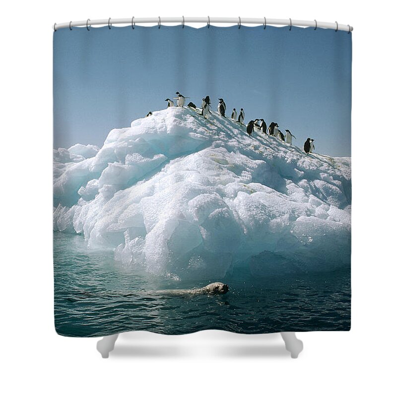 Feb0514 Shower Curtain featuring the photograph Leopard Seal Circles Adelie Penguins by Tui De Roy